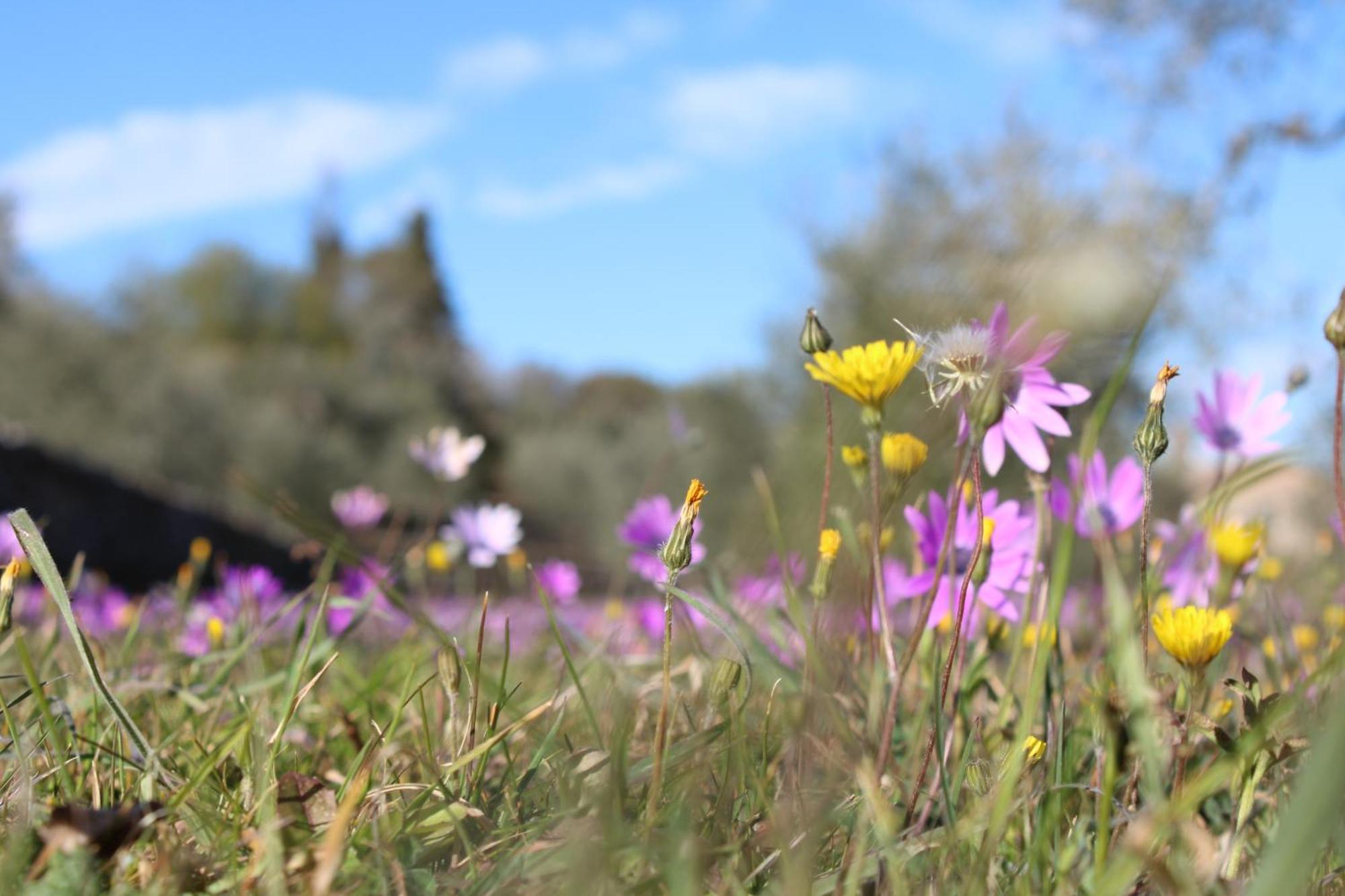 Agriturismo Il Caggio Sovicille Esterno foto