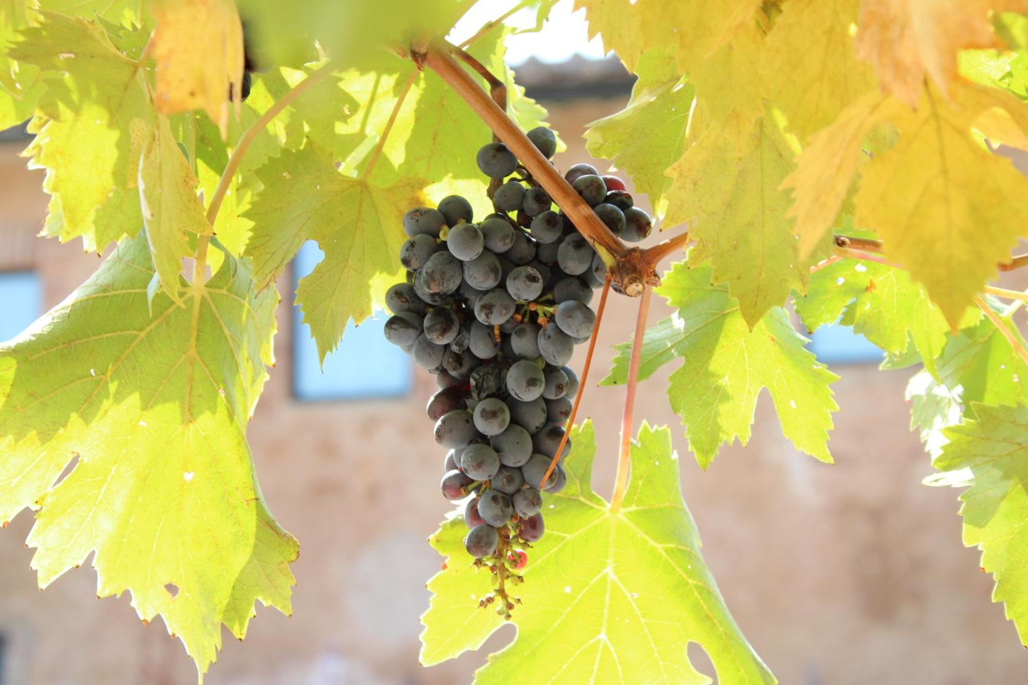 Agriturismo Il Caggio Sovicille Esterno foto