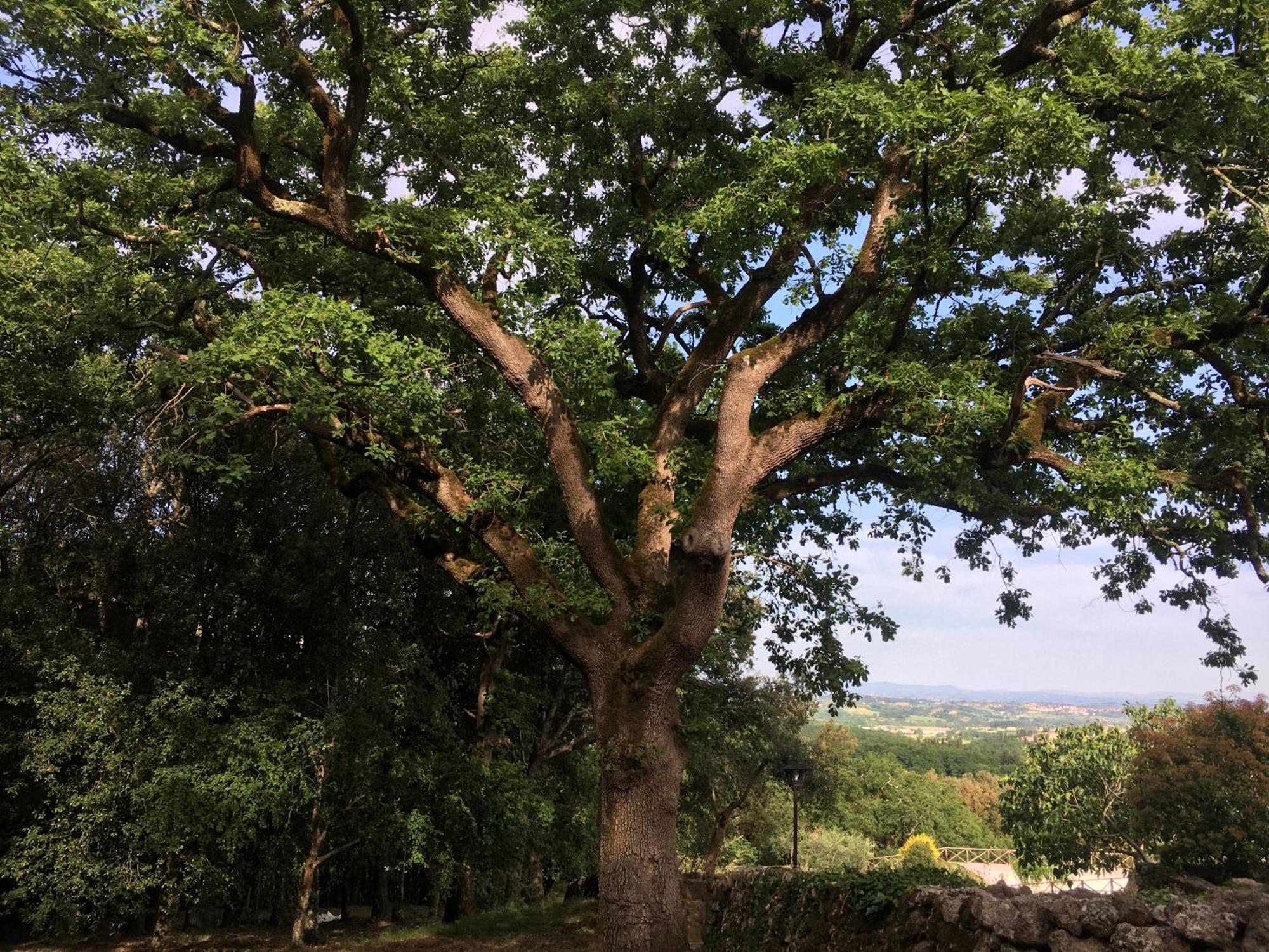 Agriturismo Il Caggio Sovicille Esterno foto